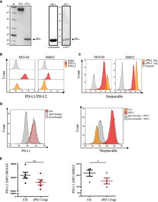 Analysis of the mechanisms regulating soluble PD-1 production and function in human NK cells